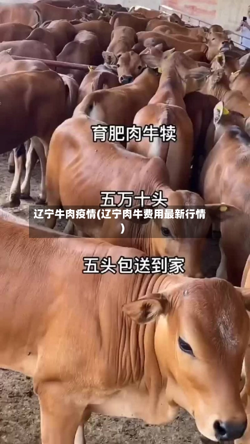 辽宁牛肉疫情(辽宁肉牛费用最新行情)-第2张图片