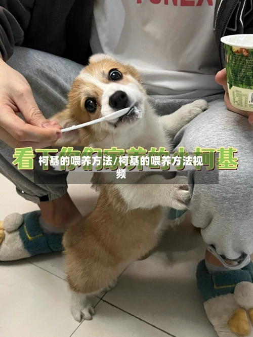 柯基的喂养方法/柯基的喂养方法视频-第1张图片