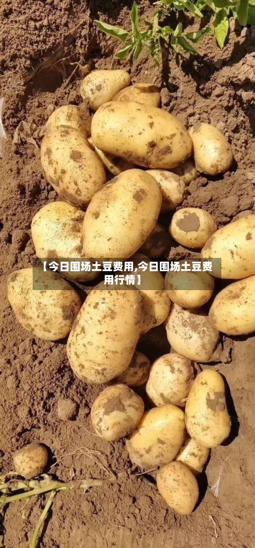 【今日围场土豆费用,今日围场土豆费用行情】