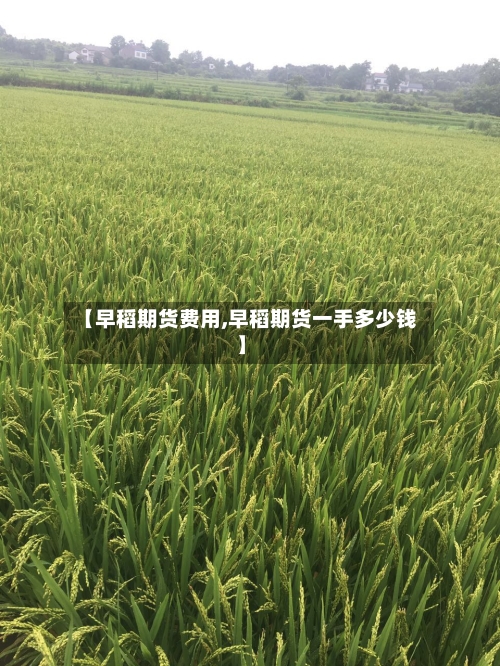 【早稻期货费用,早稻期货一手多少钱】