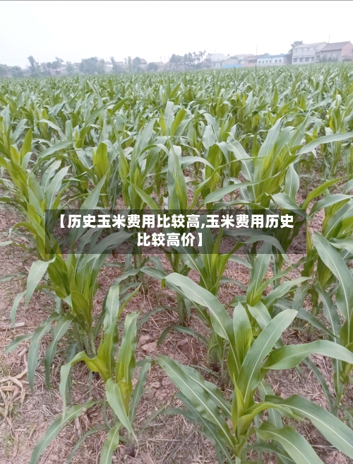 【历史玉米费用比较高,玉米费用历史比较高价】