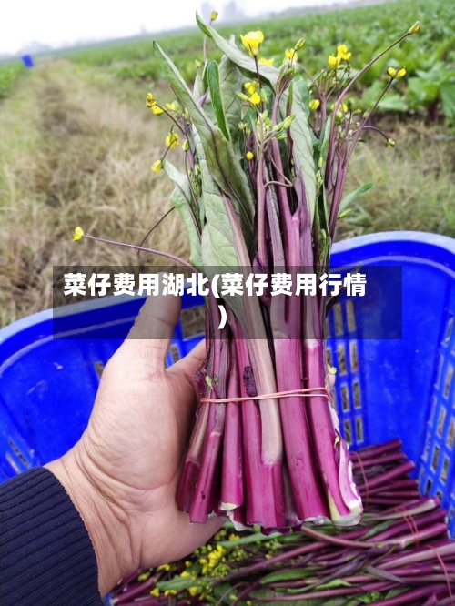 菜仔费用湖北(菜仔费用行情)-第3张图片