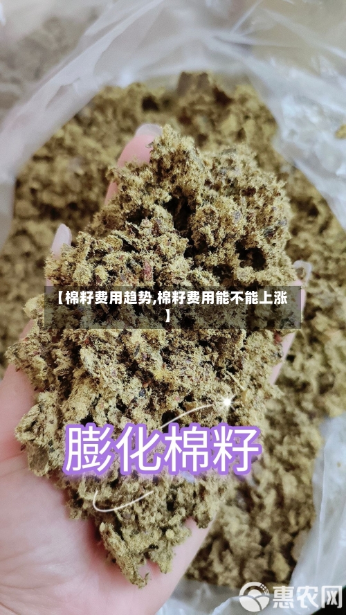 【棉籽费用趋势,棉籽费用能不能上涨】-第1张图片