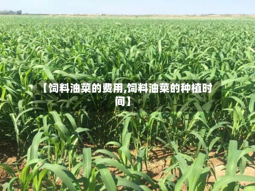 【饲料油菜的费用,饲料油菜的种植时间】-第2张图片